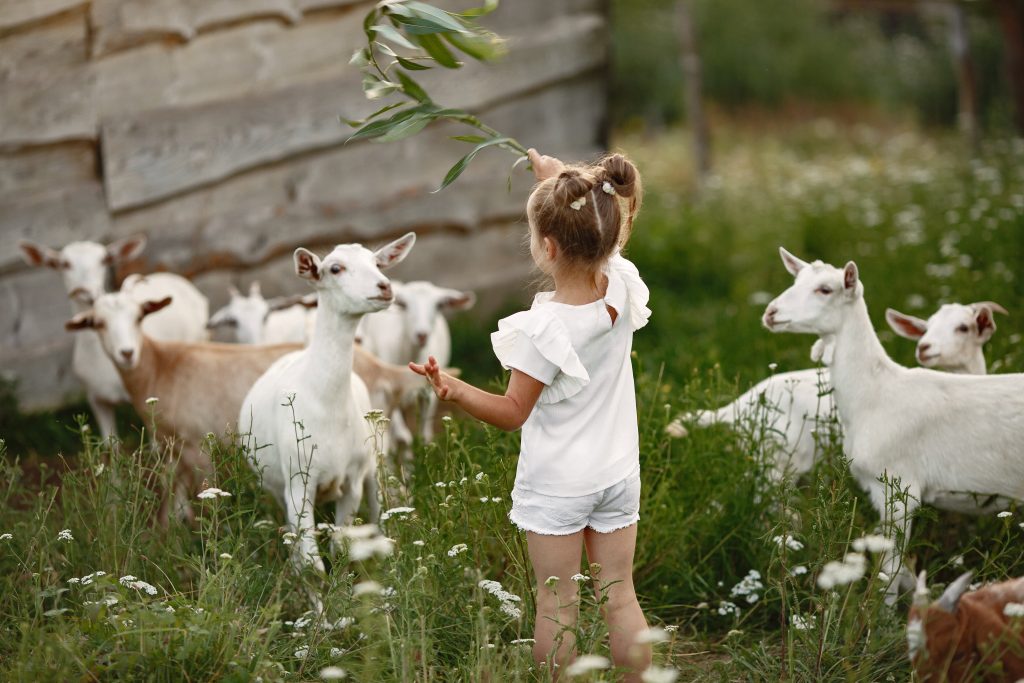 Kinderboerderij in Almere