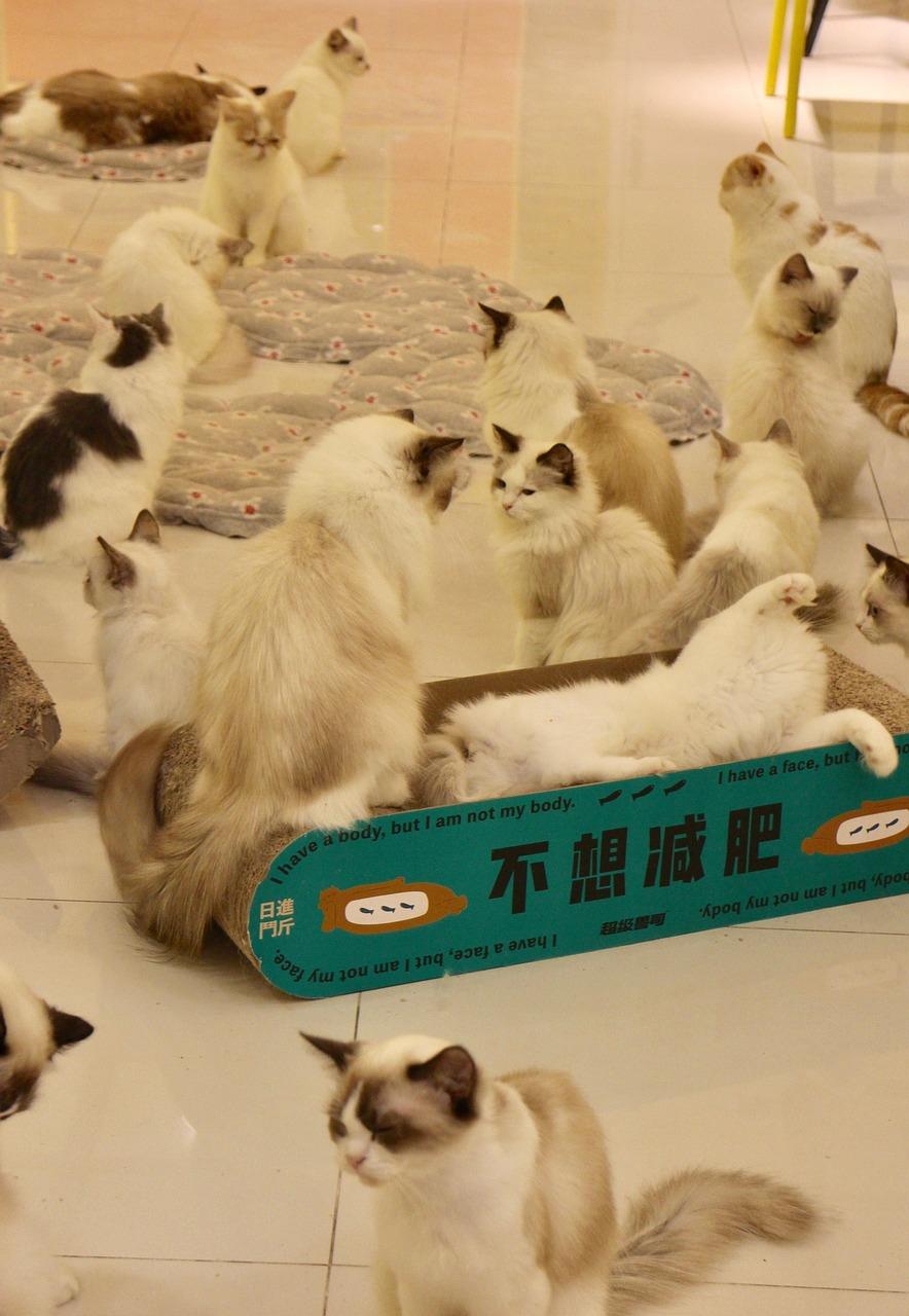 Dierenspeciaalzaak in Almere