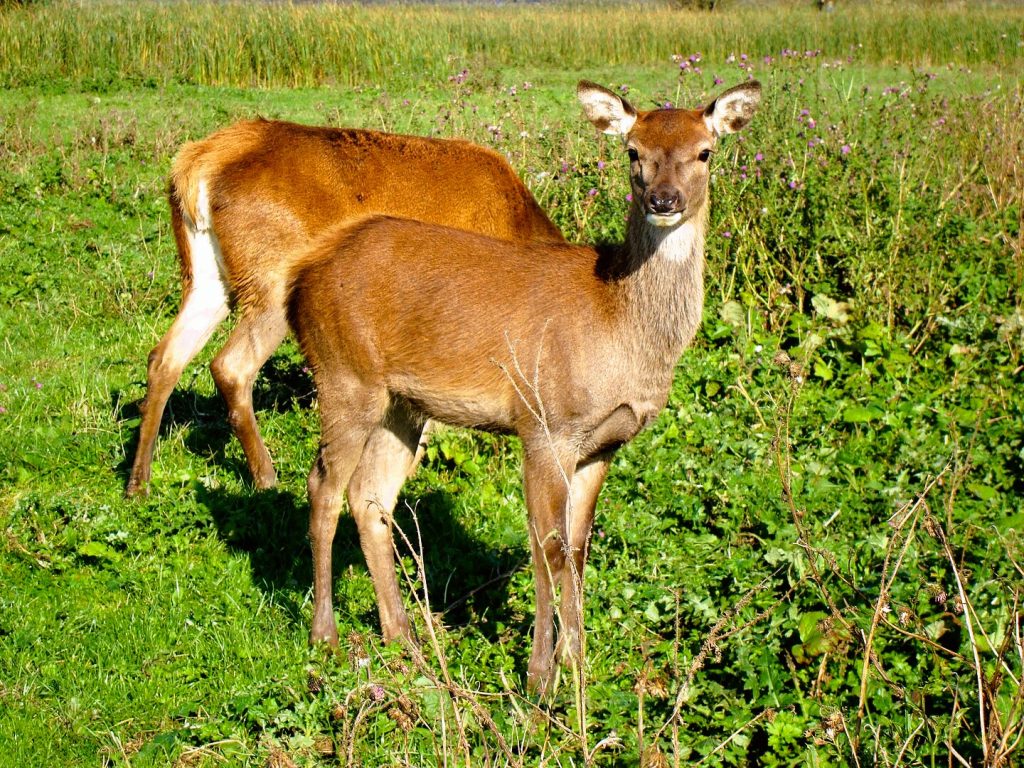 Oostvaardersplassen-1 in Almere